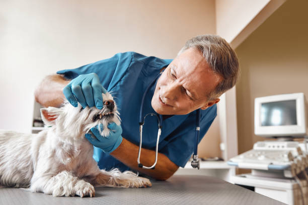 Best Pediatric Emergency Dentist in Cedar Hill, MO